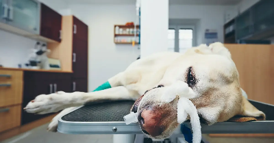 Sztuka Leczenia Zwierząt: Bezproblemowe i Fachowe Przywracanie Ich do Zdrowia